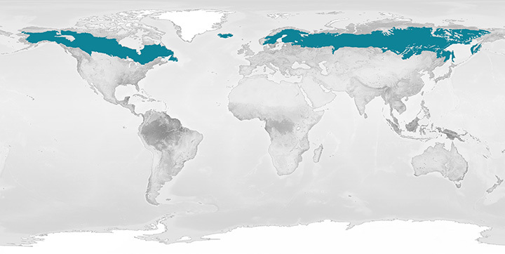 Coniferous Forest biome map