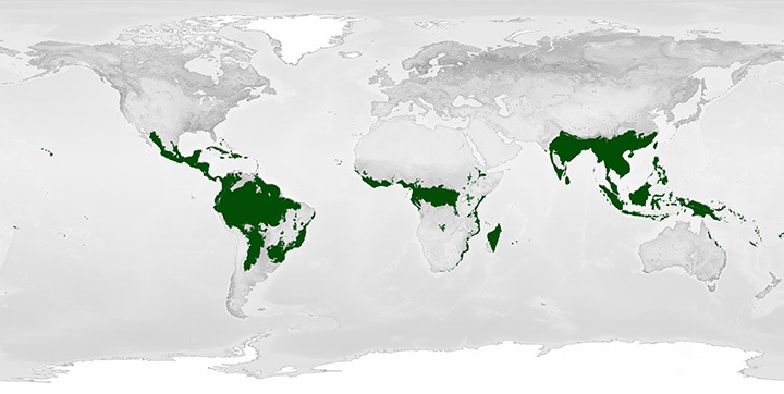 Rainforest biome map