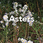 Asters