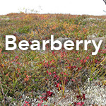 Bear Berry