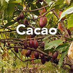 Cacao