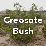 Creosote Bush