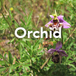 Orchid