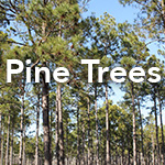 Pine