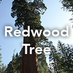 Redwood Tree