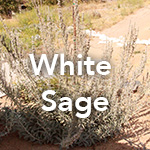 White Sage