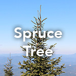 Spruce