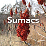 Sumac