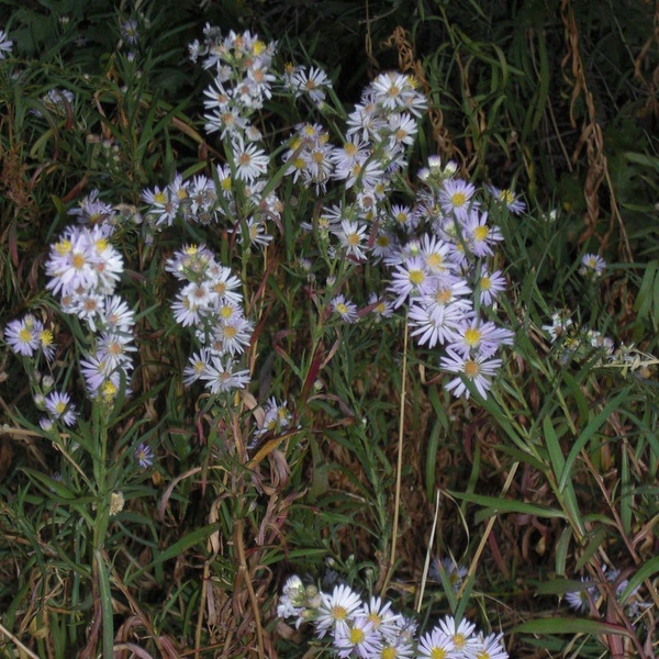 Asters