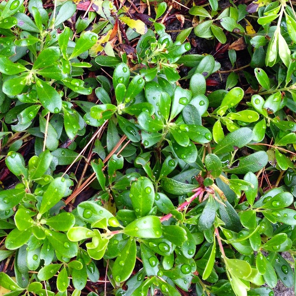 Bearberry