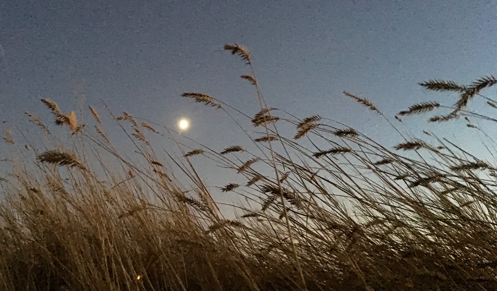 Bluestem Grasses