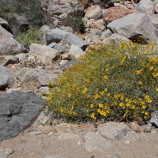 Brittlebush