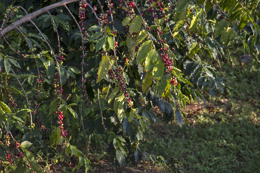 Coffee Plant