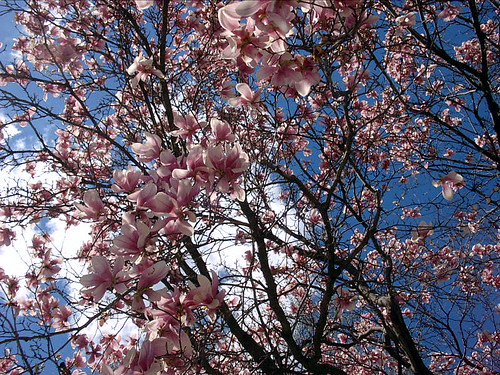 Flowering Dogwood