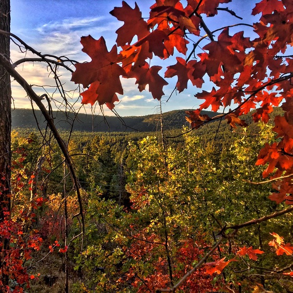 Maple Tree