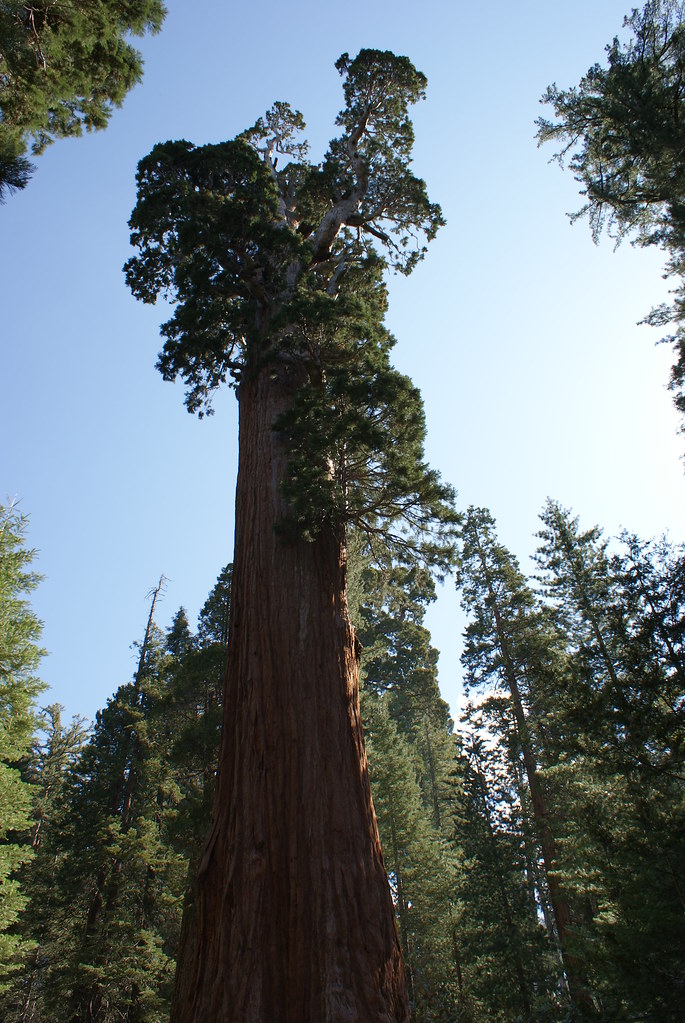 Redwood Tree