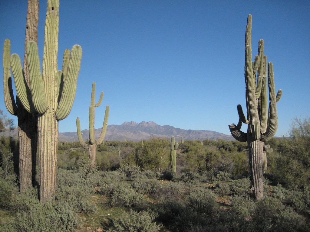 Saguaro Cactus