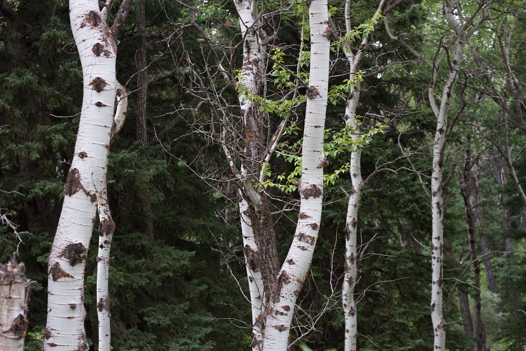 White Birch Tree